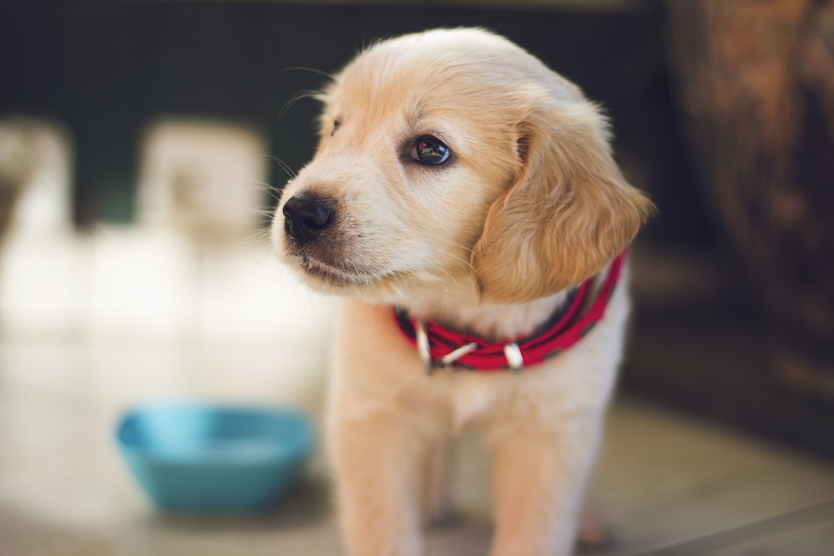 その他大型・中型犬