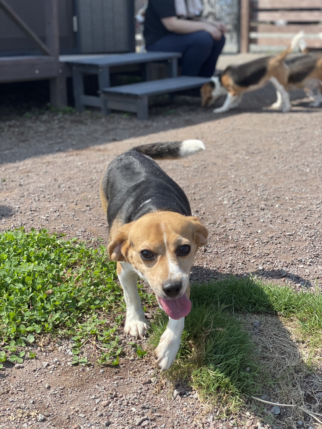 大自然の中で育つ子犬たち