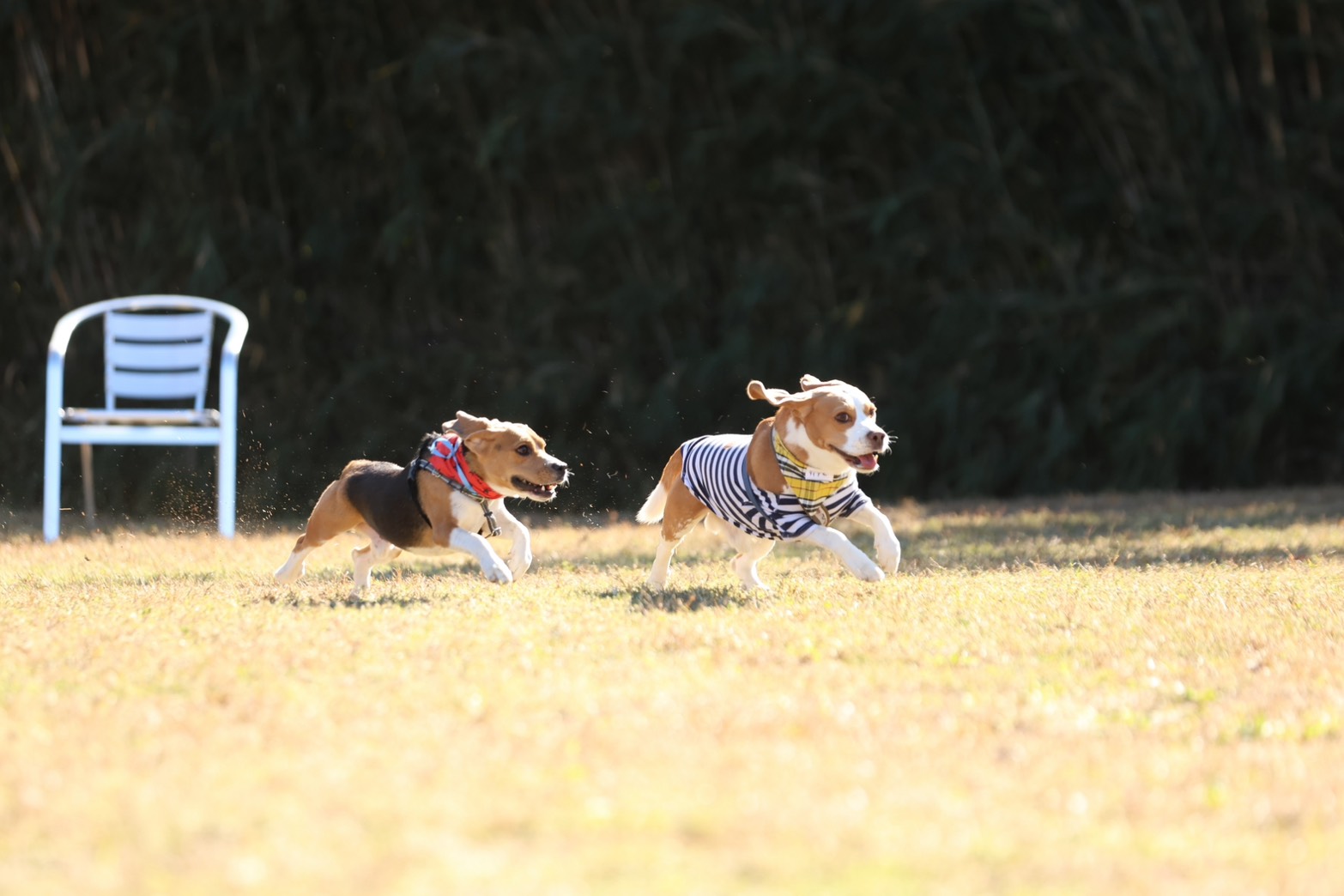 在舎犬の遺伝子検査