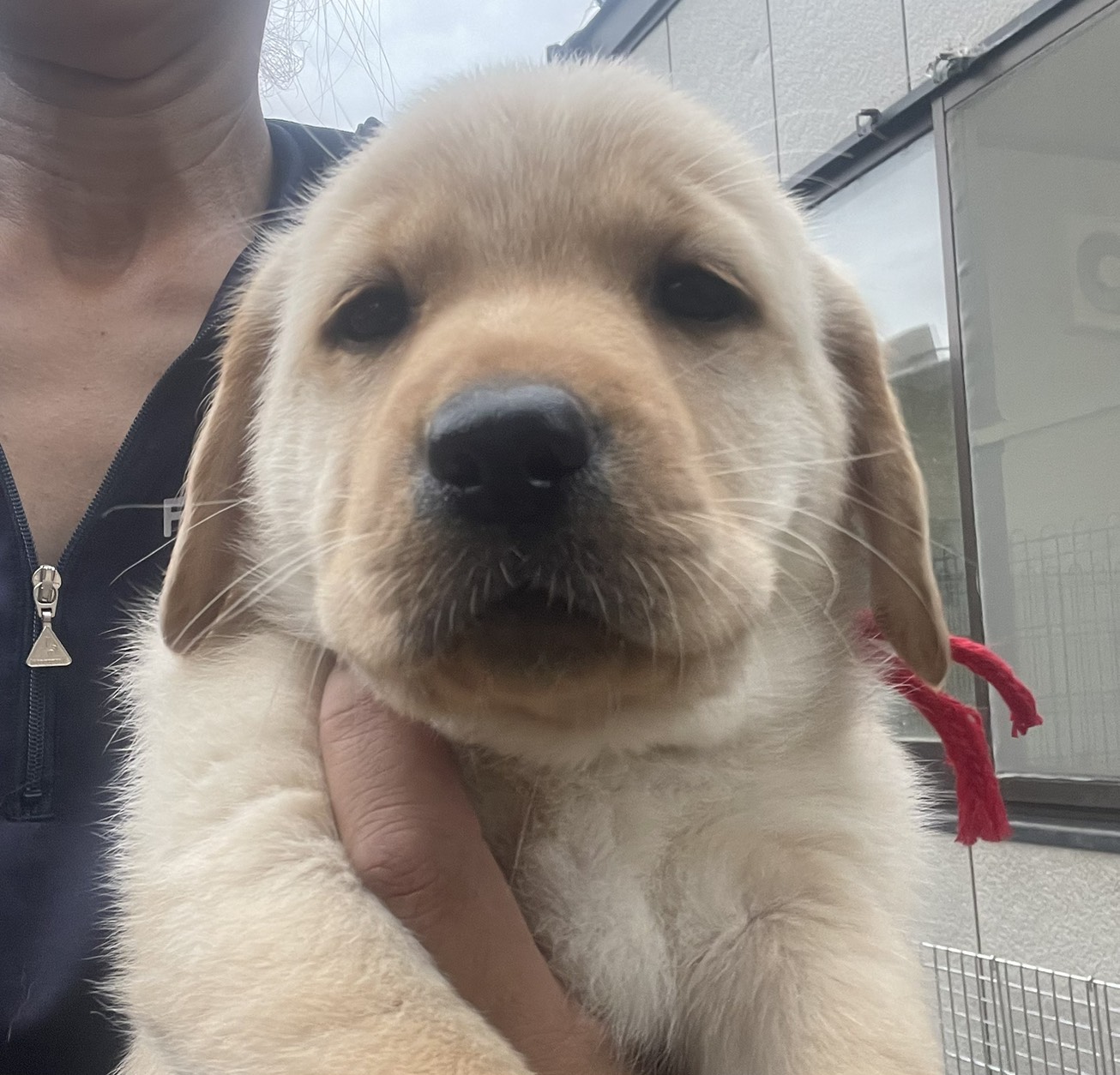 ラブラドール子犬（ご家族様決定）