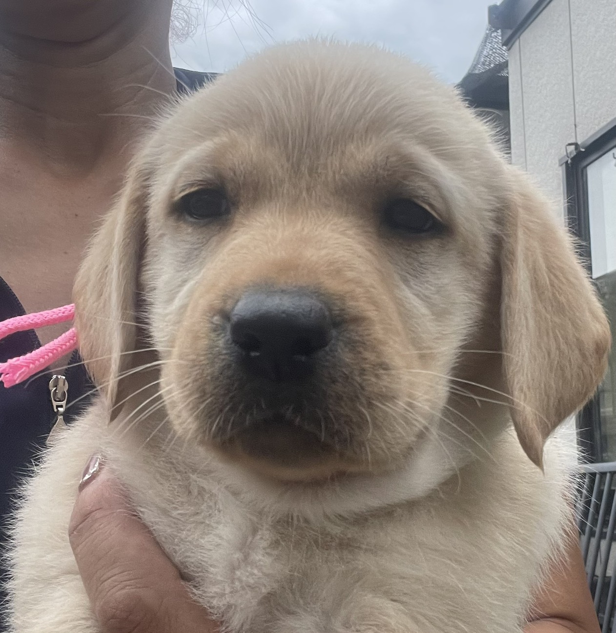 ラブラドール子犬