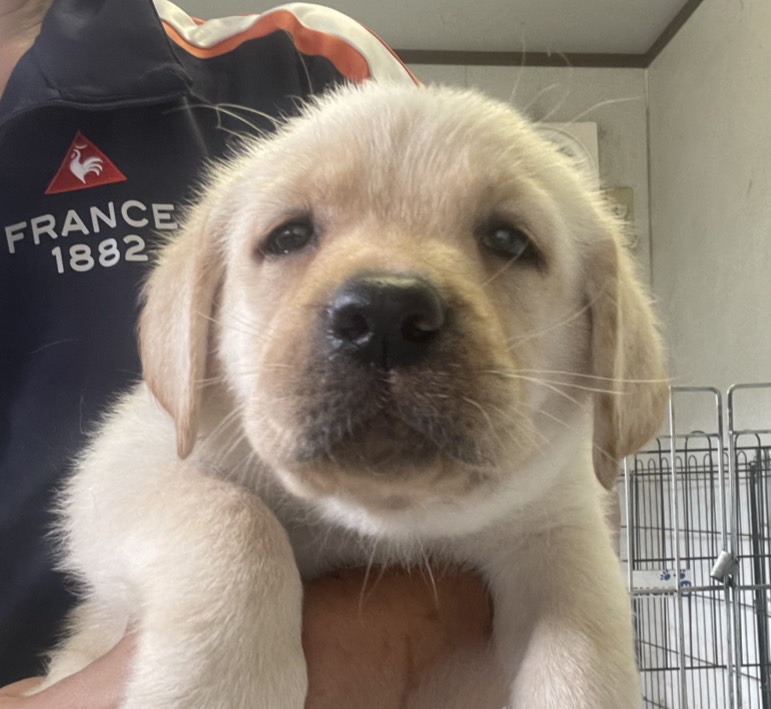 ラブラドール子犬