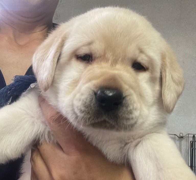 ラブラドール子犬
