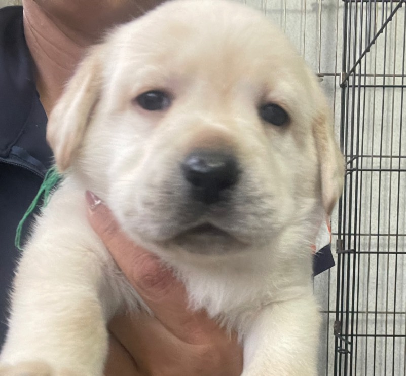 ラブラドール子犬